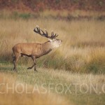 A stag rampant