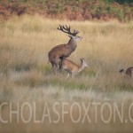 Stag mating