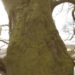 Bark Detail at 50 ft