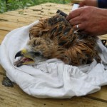 The chick being measured.